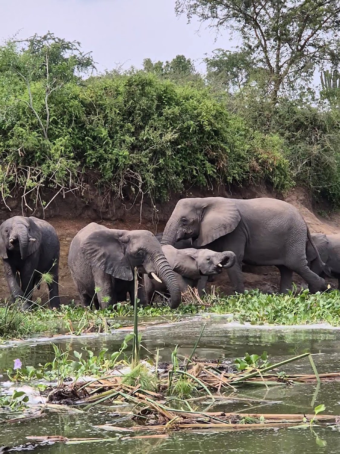 Elephants gathered beside water in Uganda